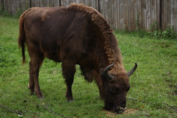 BIAŁOWIEŻA