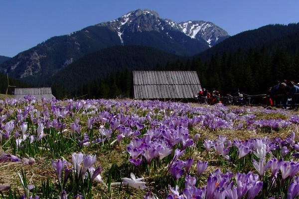 ZAKOPANE - DOLINA CHOCHOŁOWSKA - Krokusowy Raj