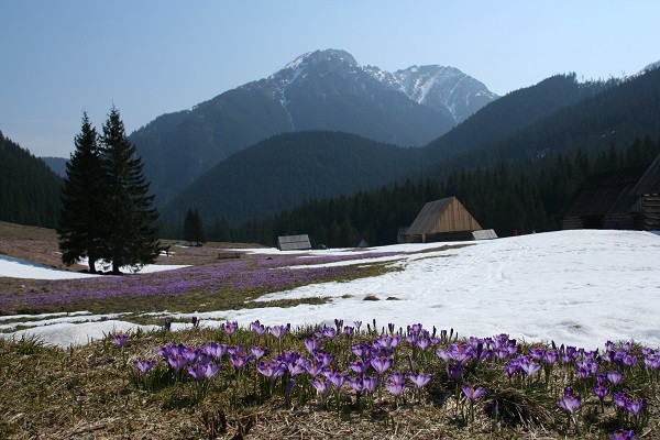 ZAKOPANE - DOLINA CHOCHOŁOWSKA